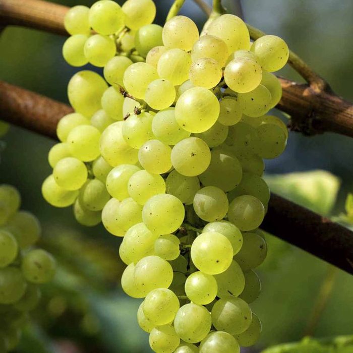 Сорта белого винограда – ТОП-36 сортов 2022