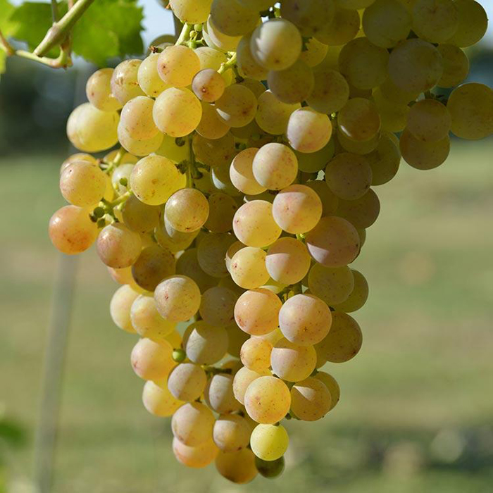 Сорта белого винограда – ТОП-36 сортов 2022