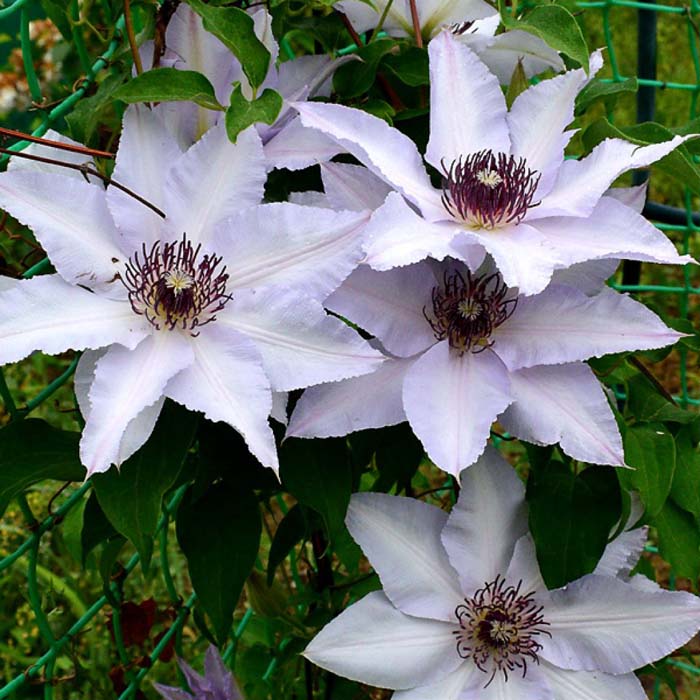 Клематис белый крупноцветковый сорта фото
