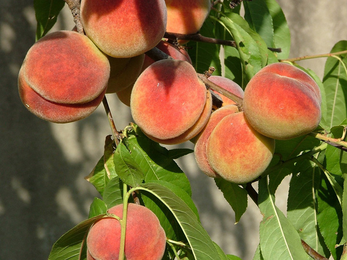 Виды персиков названия с фото