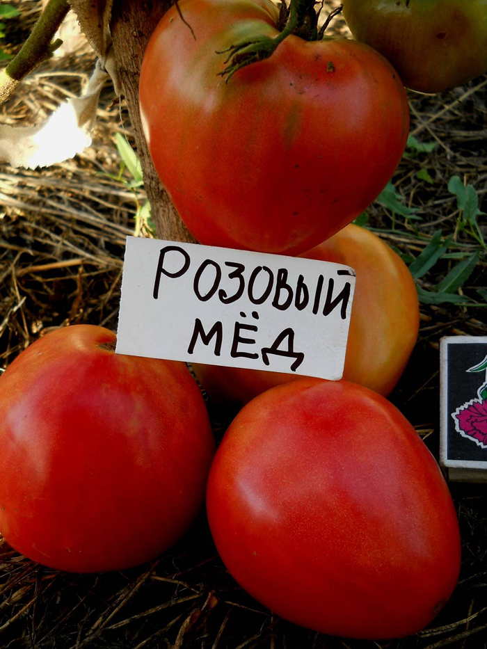 Сорта розовых томатов (90 фото) — самый полный каталог 2023 года