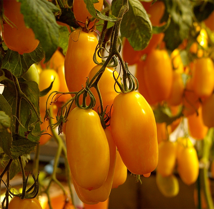 Сорта томатов для засолки и консервирования – рейтинг 2023 года