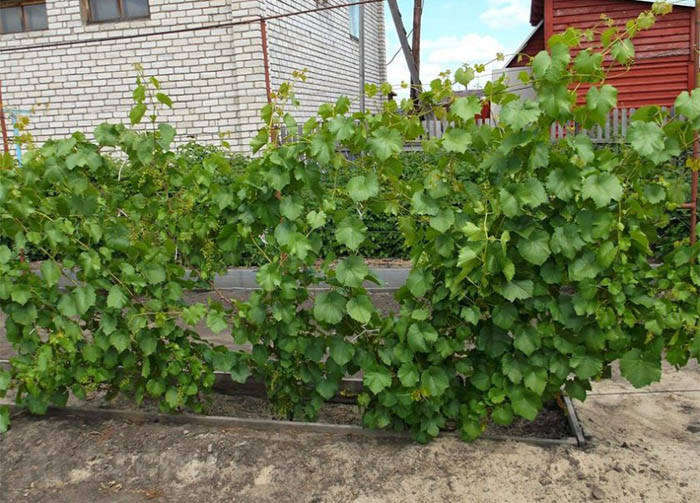 Сорта винограда для вина – 15 лучших сортов 2023 года