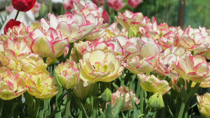 Тюльпаны (110 фото) — описание, 30 сортов, посадка и уход