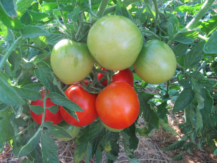 Томат «Огородник» — описание сорта, урожайность, отзывы