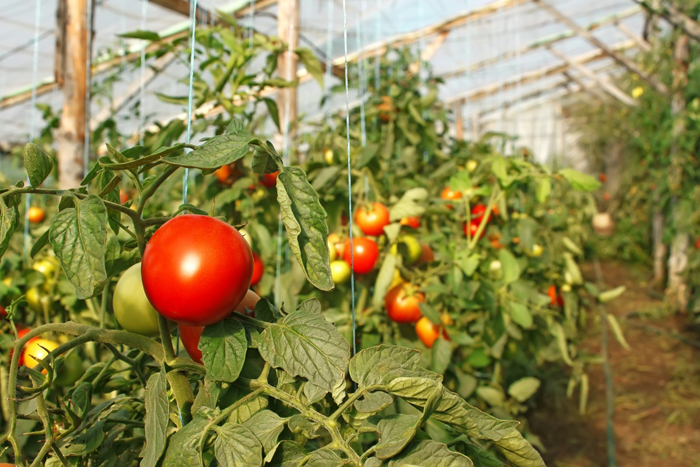 Томат «Огородник» — описание сорта, урожайность, отзывы