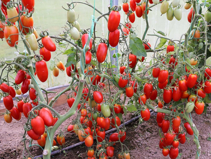 Томат «Сливка» (45 фото) — описание сорта, выращивание в теплице и открытом грунте в 2023 году