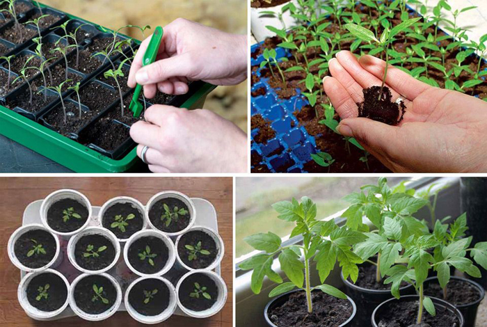 Томат «Сливка» (45 фото) — описание сорта, выращивание в теплице и открытом грунте в 2023 году