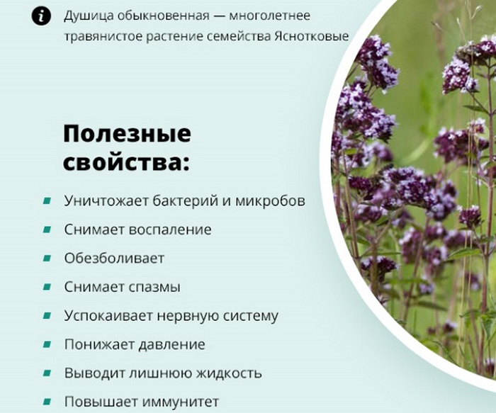 Душица описание растения и фото