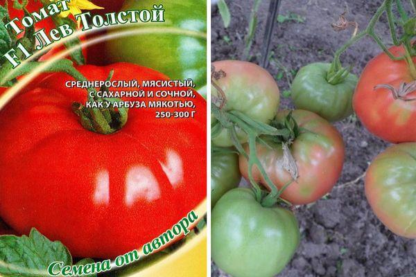 Урожайные сорта томатов – ТОП-20 для теплиц и открытого грунта в 2023 году