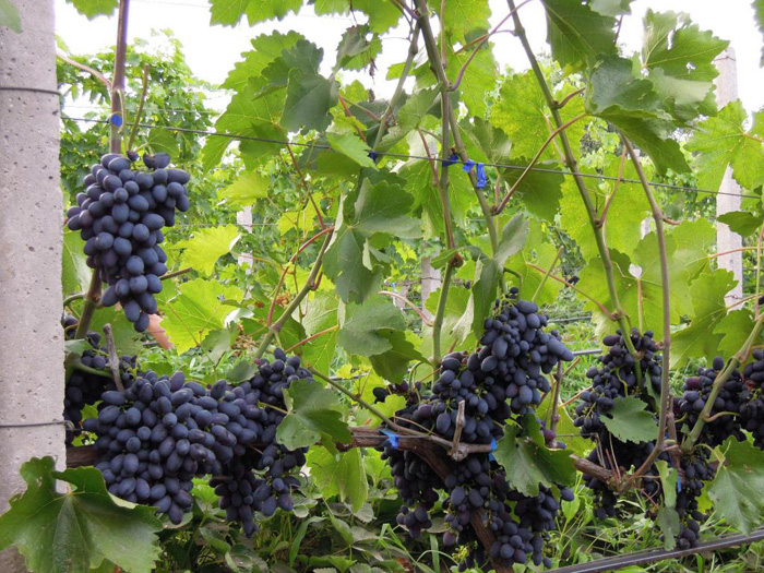 Виноград Кодрянка (30 фото) – описание сорта и правила его выращивания
