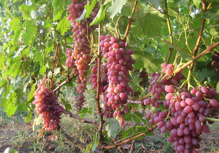 Виноград Велес (40 фото) – описание сорта, урожайность, посадка и уход