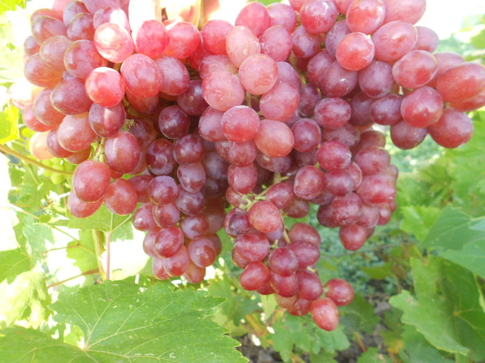 Виноград Велес (40 фото) – описание сорта, урожайность, посадка и уход