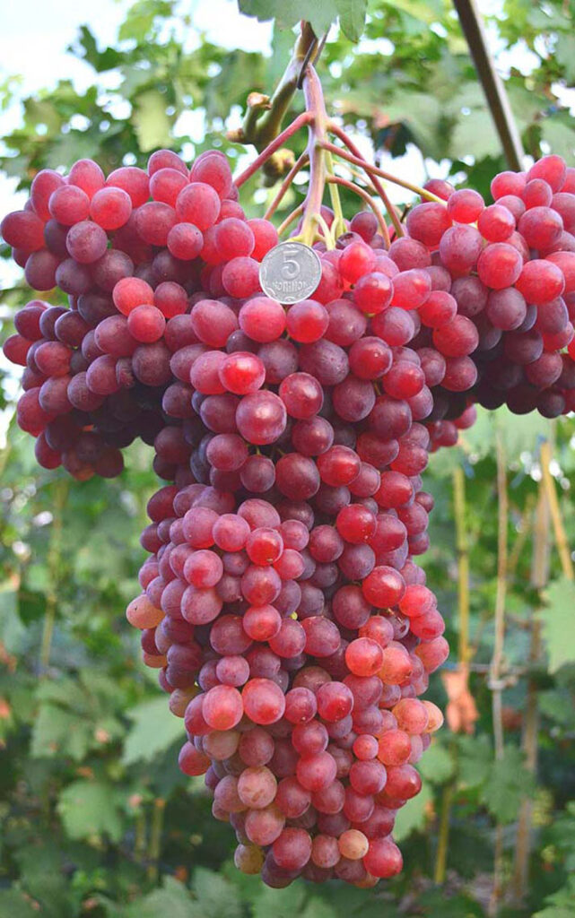 Фото винограда заграва фото и описание