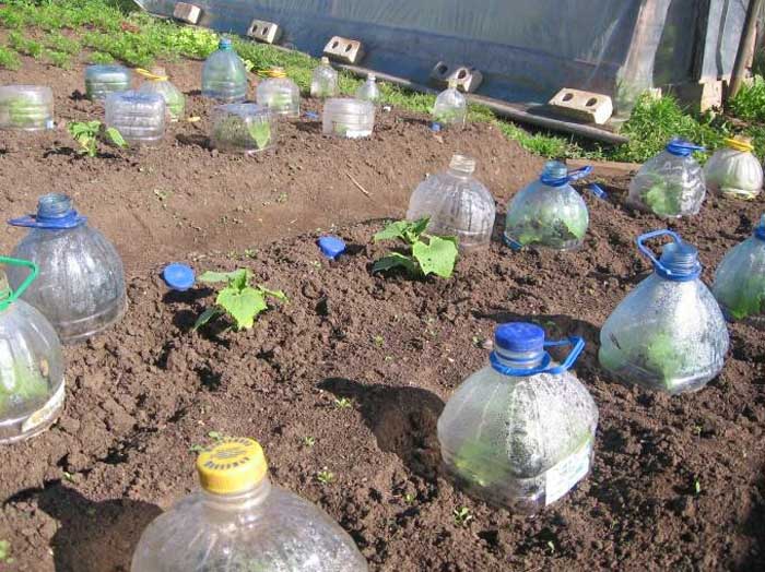 Выращивание огурцов в пластиковых бутылках 5 литров
