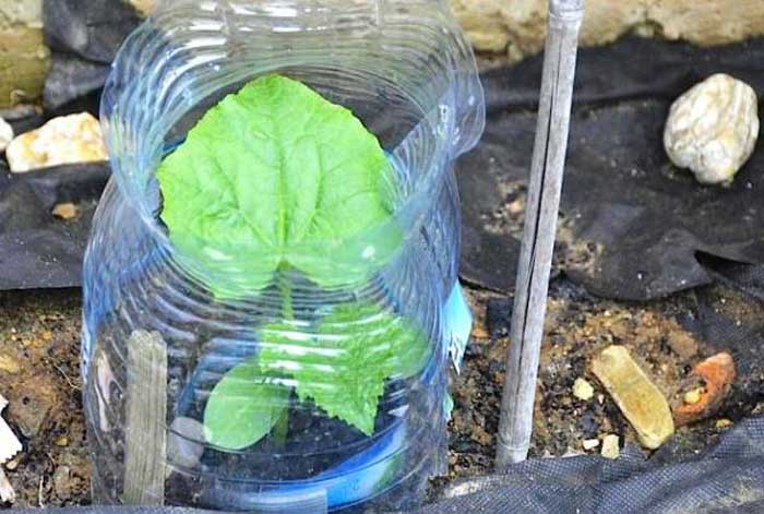 Выращивание огурцов в пластиковых бутылках 5 литров