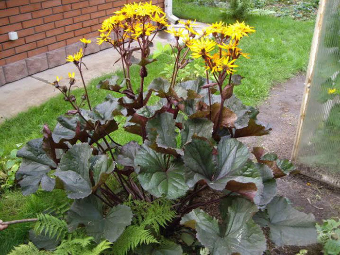 Растения с широкими листьями фото и названия для сада
