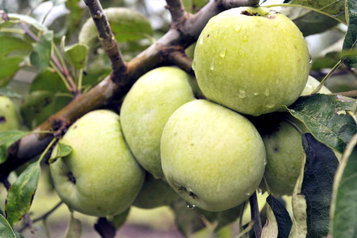 Зеленые сорта яблок 2023 — описание с фото