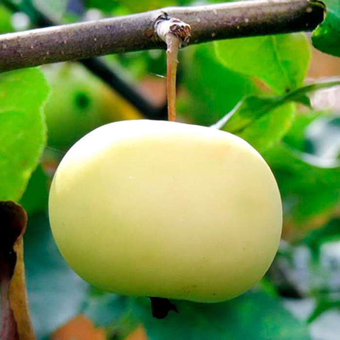 Сорт яблок юнга описание и фото