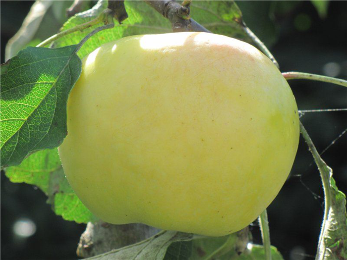 Яблоня золотое летнее описание сорта фото