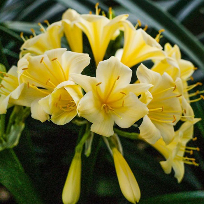 Желтые цветы (60 фото) – названия с описанием комнатных и садовых цветов желтого цвета