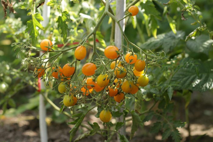 Желтые сорта томатов (85 фото) — каталог лучших сортов для теплицы и открытого грунта в 2023 году