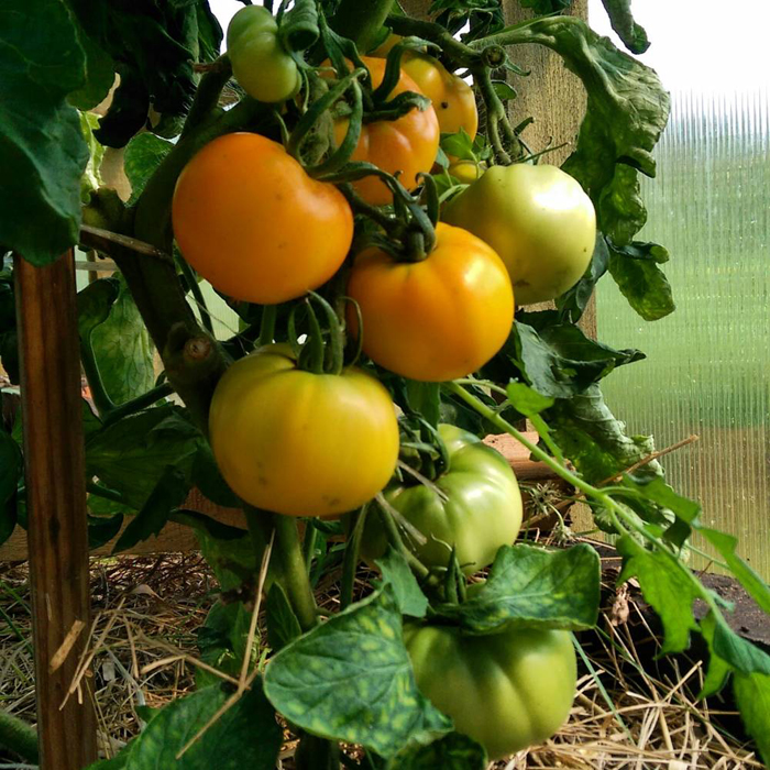 Желтые сорта томатов (85 фото) — каталог лучших сортов для теплицы и открытого грунта в 2023 году