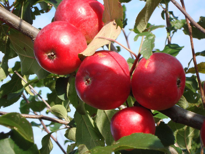 Зимние сорта яблок (50 фото) – названия и описание