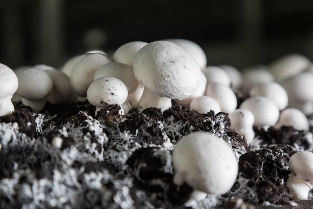 Шампиньоны в теплице: общая информация по выращиванию парниковых грибов