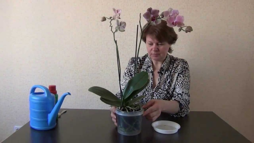 Удобрения для цветения орхидеи: выбираем и подкармливаем