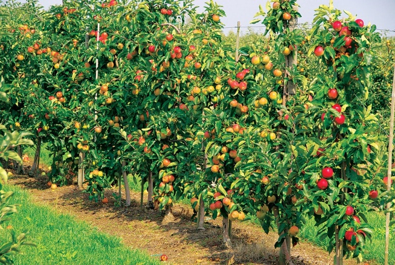 Удобрения для яблони при посадке