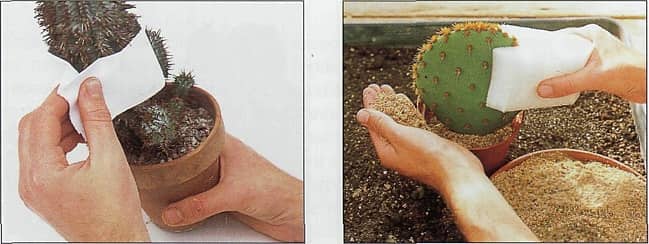 Как пересадить кактус в другой горшок в домашних условиях после покупки пошагово с фото