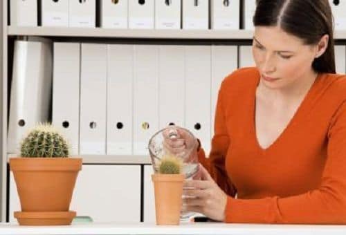 Удобрения для кактусов: чем подкармливать растения в домашних условиях