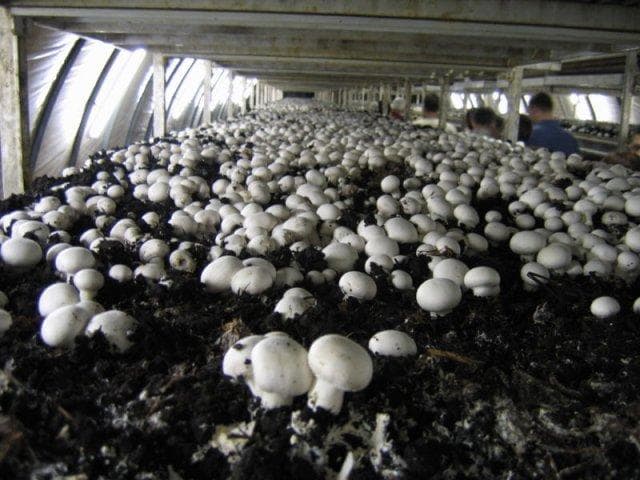 Выращивание грибов в теплице: секреты хорошего урожая