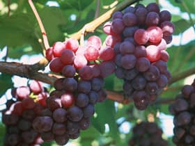 Как удобрять виноград чтобы получать шикарный урожай