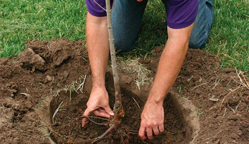 Как вырастить грушу из саженца: посадка, полив и внесение удобрений