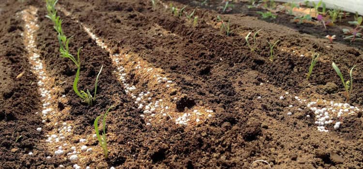 Мочевина — эффективное удобрение для сада и огорода
