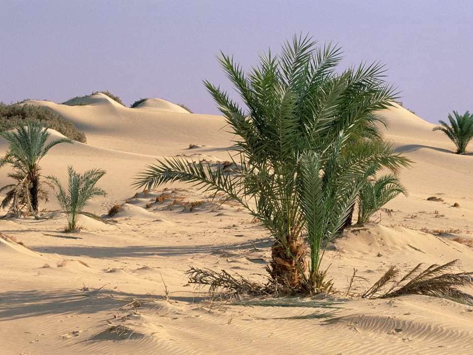 Песок – почва для посадки растений