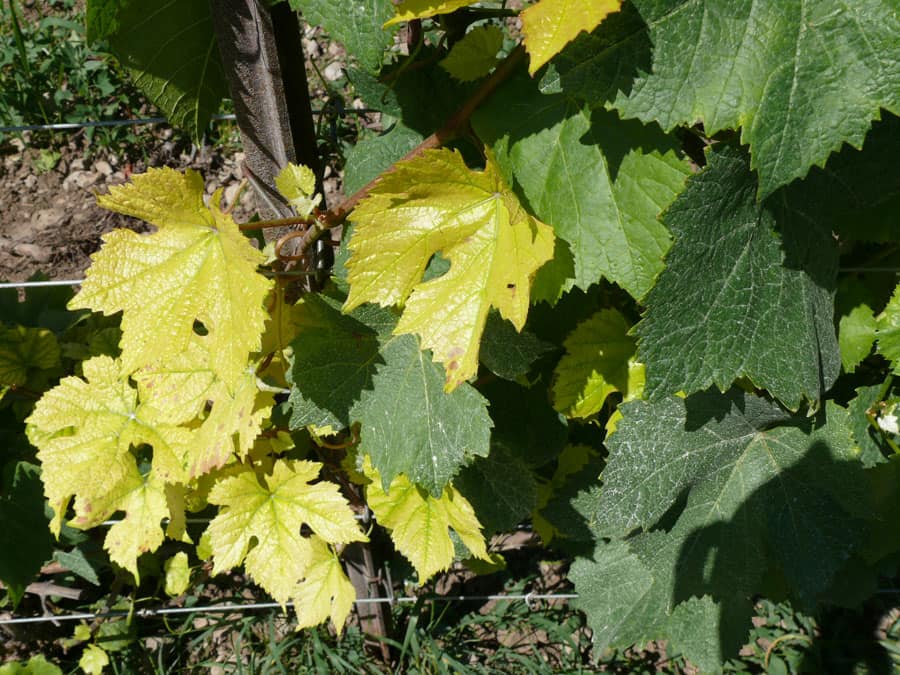 Подкормка саженцев винограда — основные рекомендации