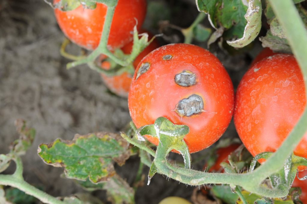 Подкормки для помидоров: как получить богатый урожай?