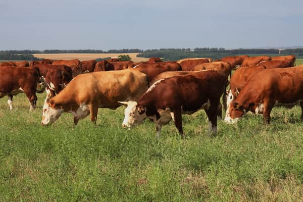 Приготовление удобрений из коровьего навоза и их применение