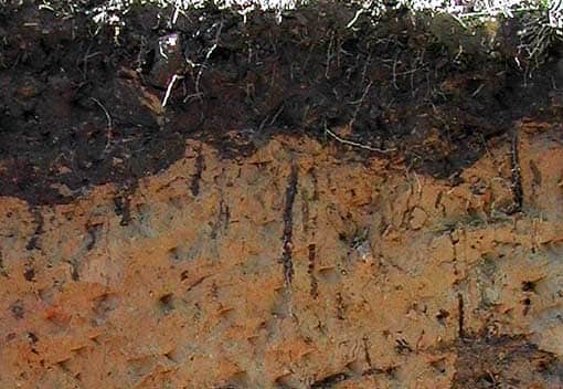 Секреты удобрения глинистой почвы