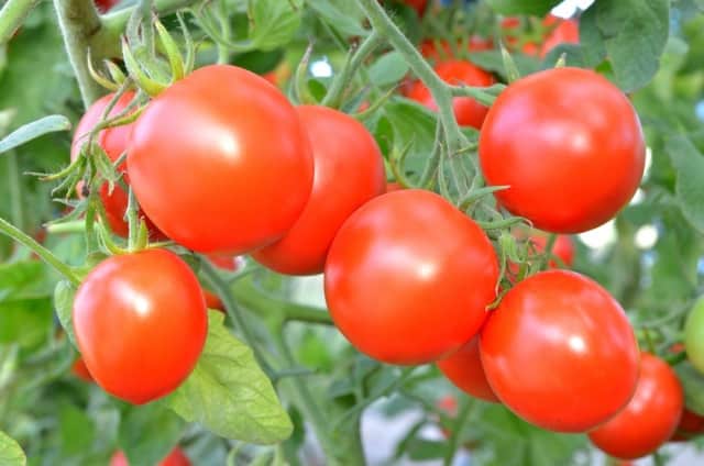 Селитра для томатов – решение проблем