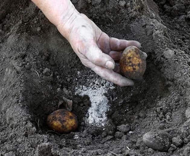 Весенняя подкормка картофеля удобрениями