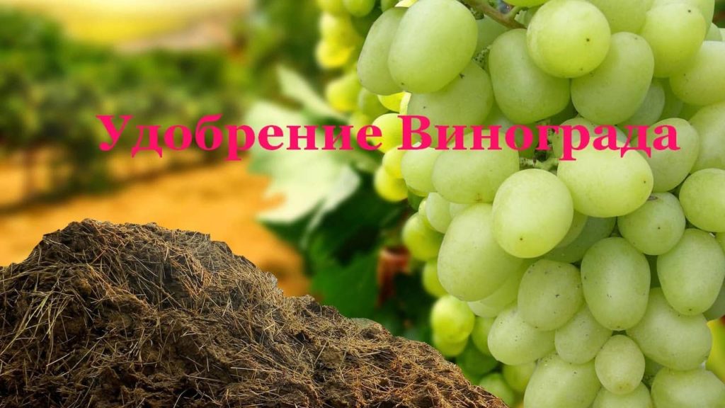 Весной подкормка винограда: особенности