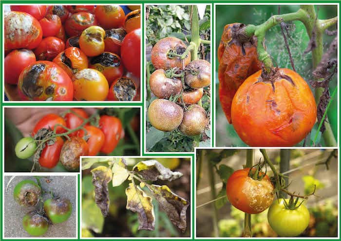 Внекорневая подкормка рассады помидоров: что собой представляет, зачем и какими составами проводится?