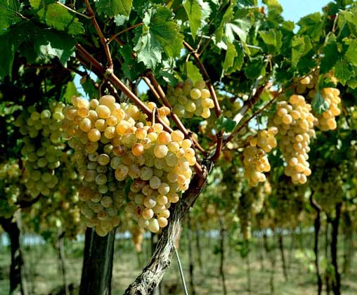 Внекорневая подкормка винограда на практике, советы