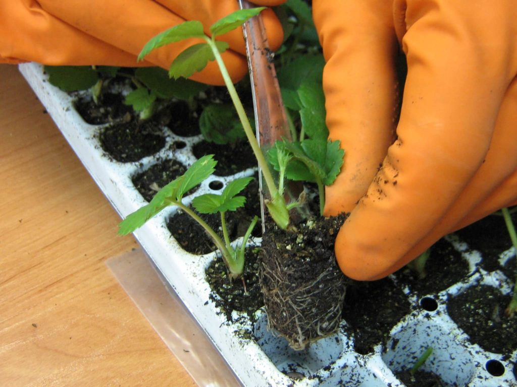 Выращиваем клубнику зимой в парнике: грунт, заготовка рассады, особенности ухода