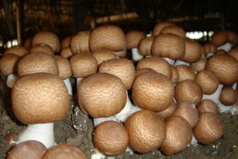 Выращивание грибов в теплице: основные принципы