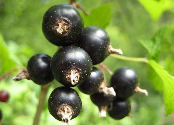Черная смородина Сластена – ягода для гурманов и ценителей великолепного вкуса